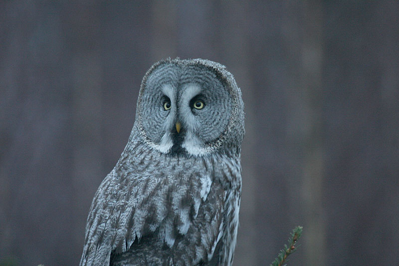 Lapinp�ll� Strix nebulosa