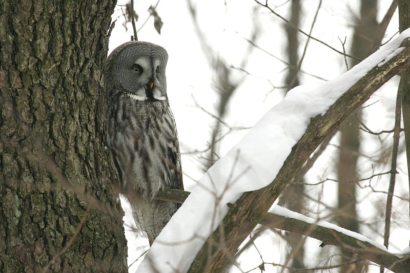 Lapinp�ll� Strix nebulosa