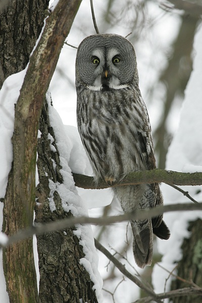 Lapinp�ll� Strix nebulosa