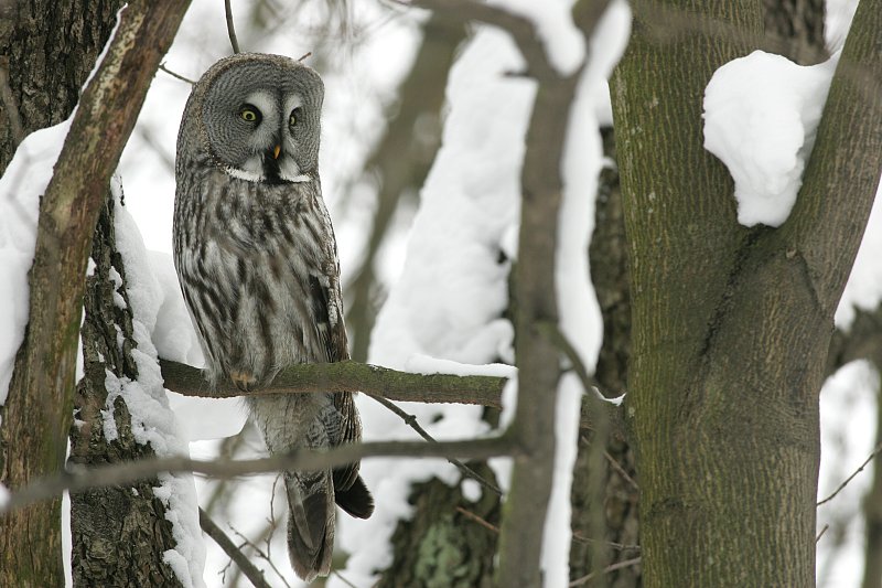 Lapinp�ll� Strix nebulosa