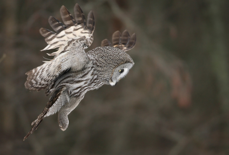 Lapinp�ll� Great Grey Owl (Strix nebulosa)