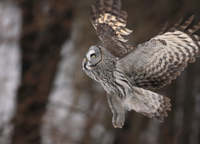 Lapinp�ll� Great Grey Owl (Strix nebulosa)