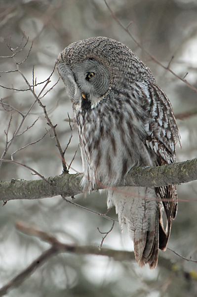 Lapinp�ll� Great Grey Owl (Strix nebulosa)