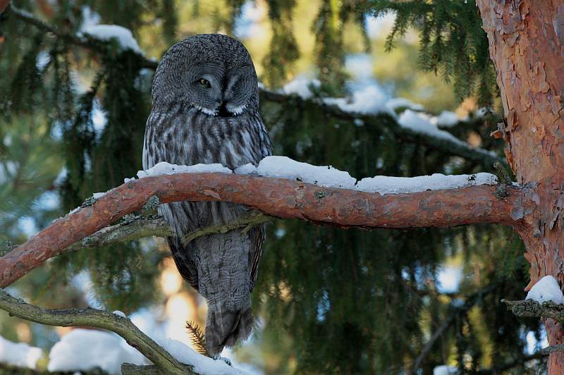 Lapinp�ll� Great Grey Owl (Strix nebulosa)