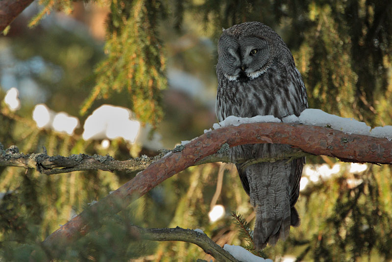 Lapinp�ll� Great Grey Owl (Strix nebulosa)