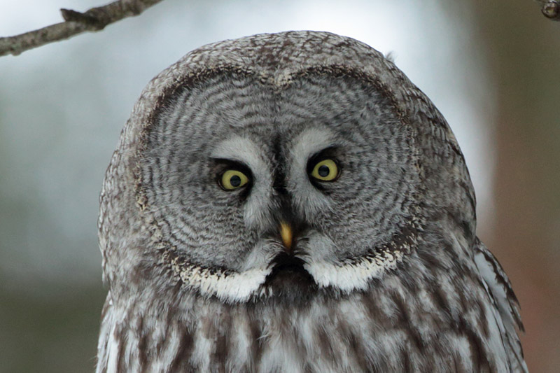 Lapinp�ll� Great Grey Owl (Strix nebulosa)