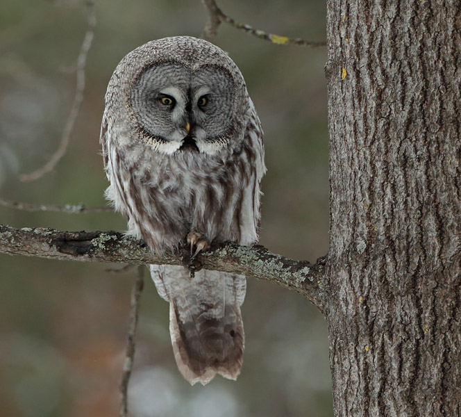 Lapinp�ll� Great Grey Owl (Strix nebulosa)