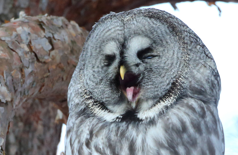 Lapinp�ll� Great Grey Owl (Strix nebulosa)