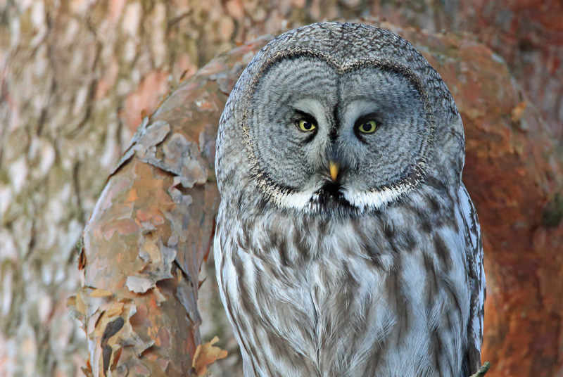Lapinp�ll� Great Grey Owl (Strix nebulosa)
