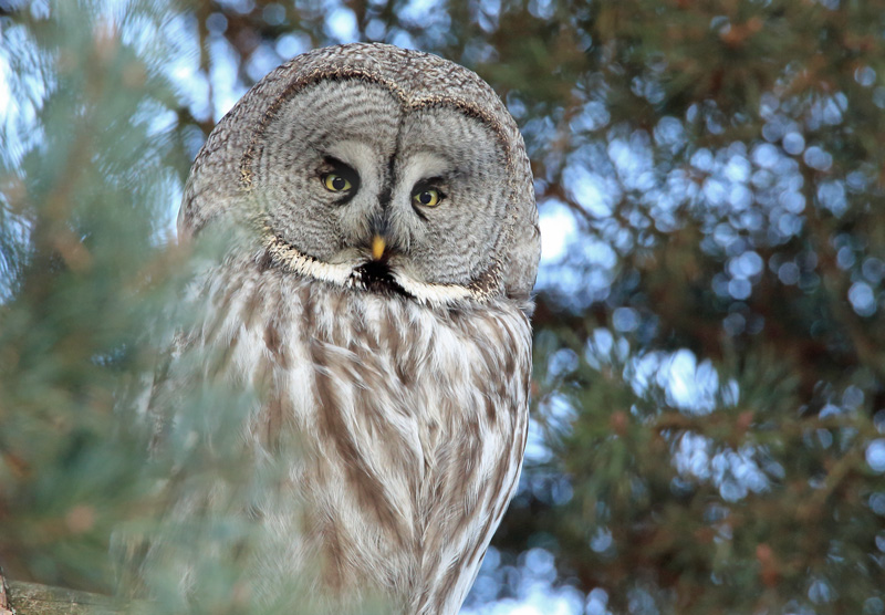 Lapinp�ll� Great Grey Owl (Strix nebulosa)
