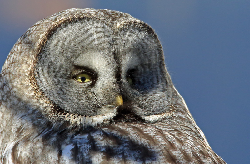 Lapinp�ll� Great Grey Owl (Strix nebulosa)