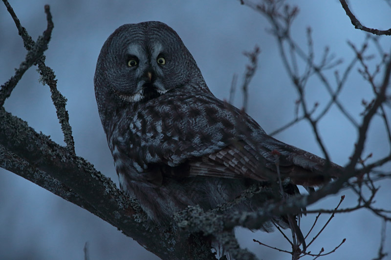 Lapinp�ll� Great Grey Owl (Strix nebulosa)