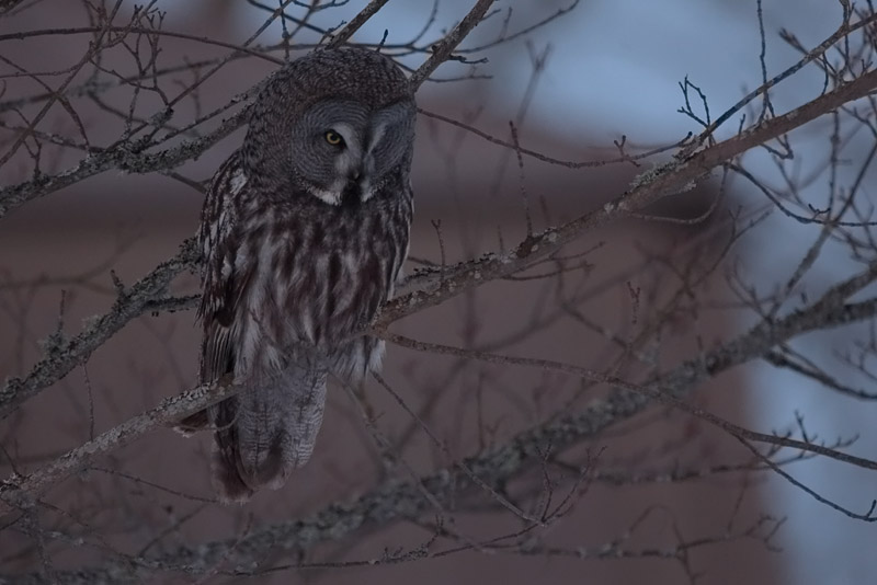 Lapinp�ll� Great Grey Owl (Strix nebulosa)