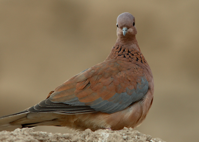 Palmukyyhky Streptopelia senegalensis