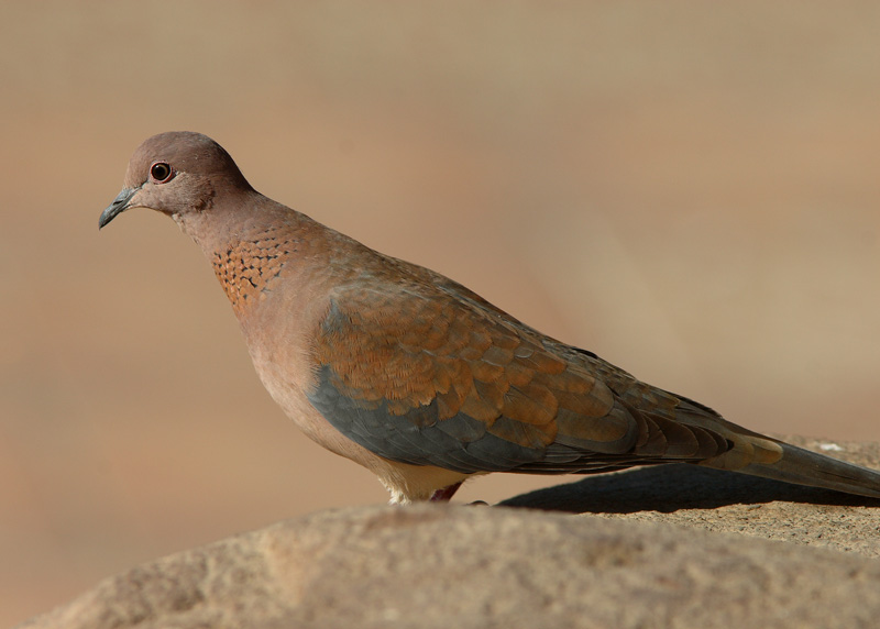 Palmukyyhky Streptopelia senegalensis
