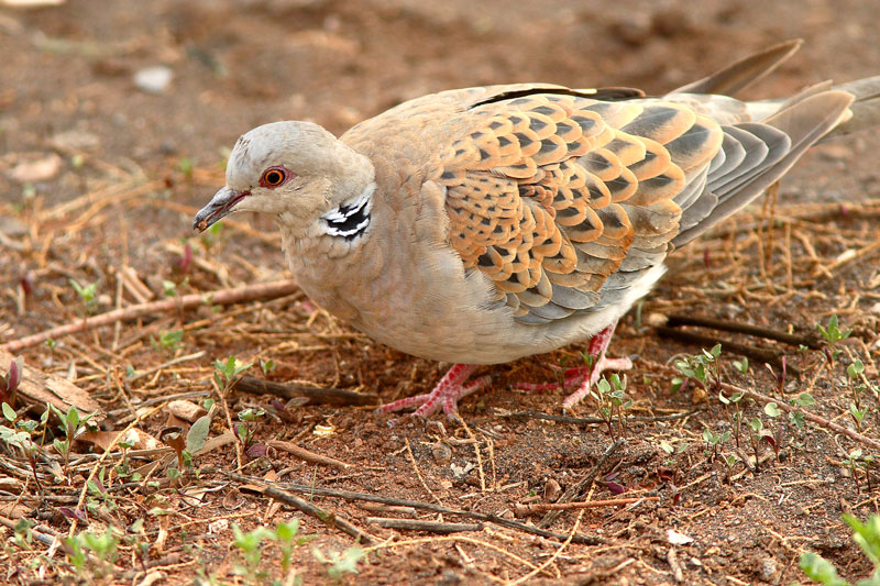 Turturikyyhky Streptopelia turtur