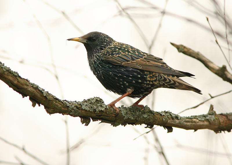 Kottarainen Starling (Sturnus vulgaris)