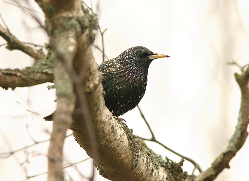 Kottarainen Starling (Sturnus vulgaris)