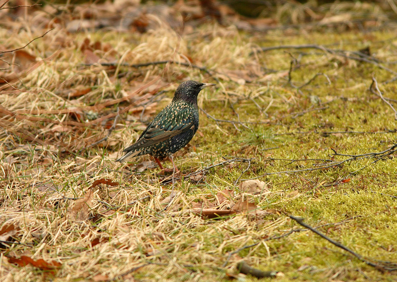 Kottarainen Starling (Sturnus vulgaris)