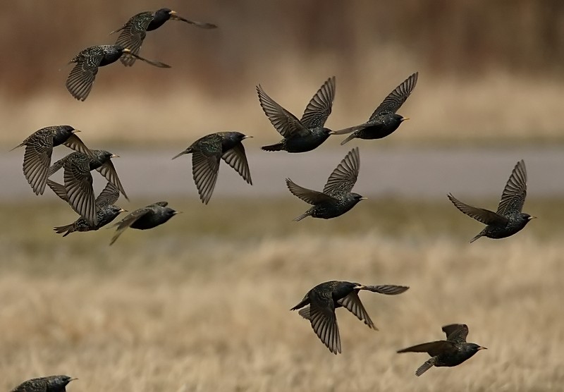 Kottarainen Starling (Sturnus vulgaris)