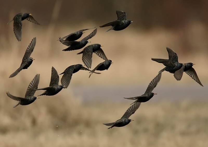 Kottarainen Starling (Sturnus vulgaris)