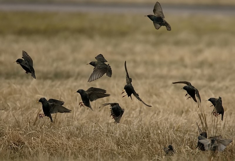 Kottarainen Starling (Sturnus vulgaris)