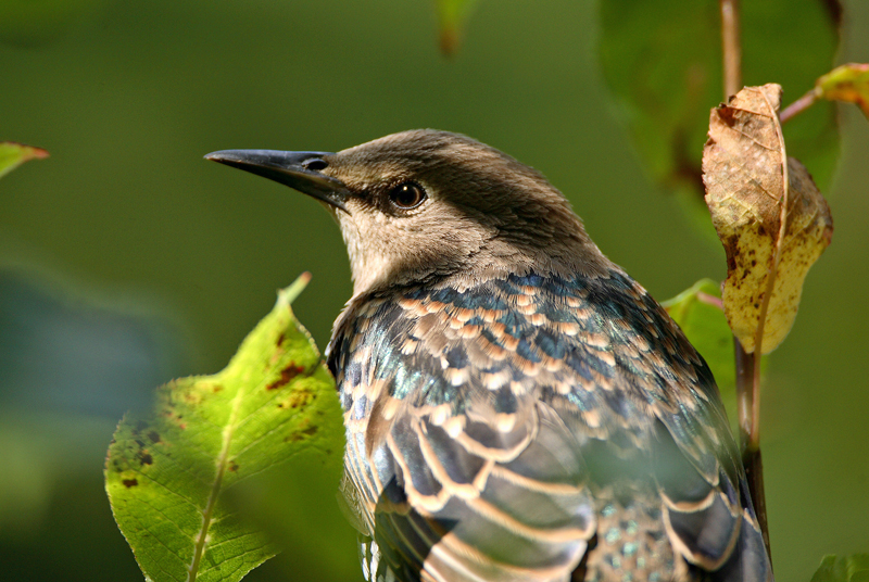 Kottarainen Starling (Sturnus vulgaris)