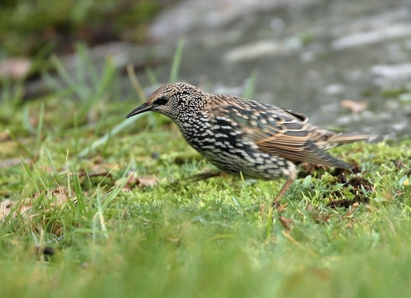 Kottarainen Starling (Sturnus vulgaris)