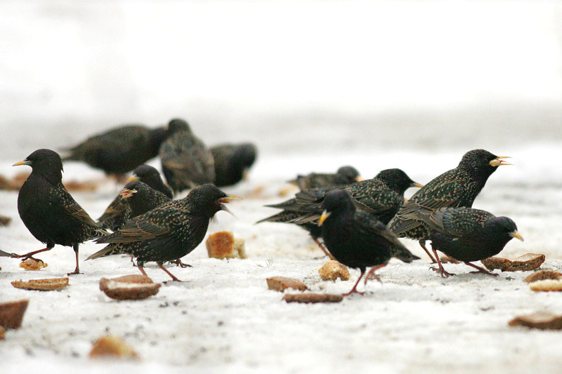 Kottarainen Starling (Sturnus vulgaris)