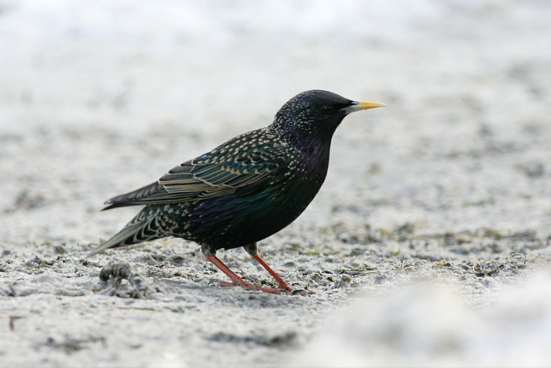 Kottarainen Starling (Sturnus vulgaris)