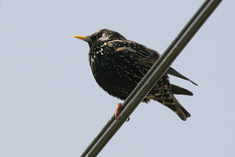 Kottarainen Starling (Sturnus vulgaris)