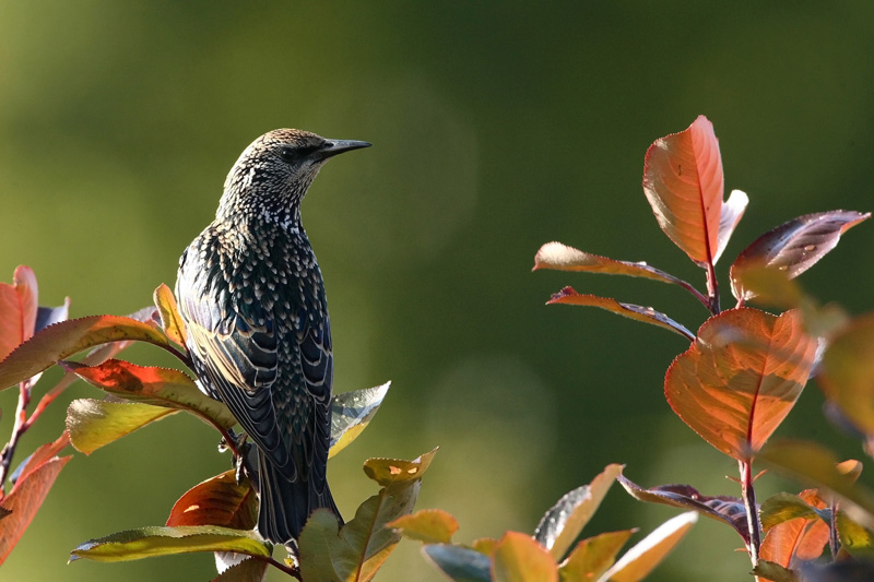 Kottarainen Starling (Sturnus vulgaris)