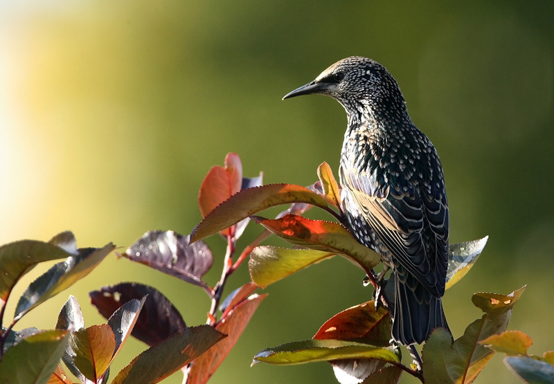 Kottarainen Starling (Sturnus vulgaris)
