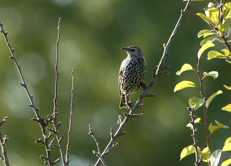Kottarainen Starling (Sturnus vulgaris)