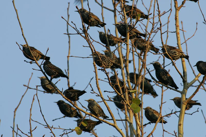 Kottarainen Starling (Sturnus vulgaris)