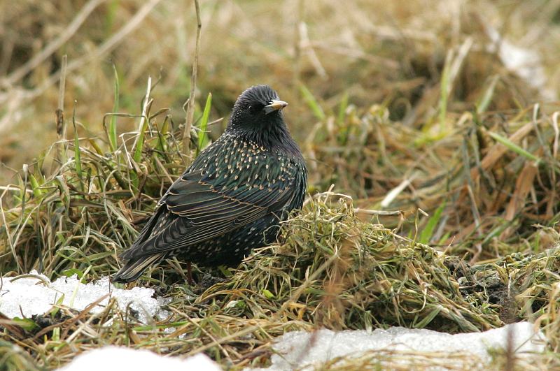 Kottarainen Starling (Sturnus vulgaris)
