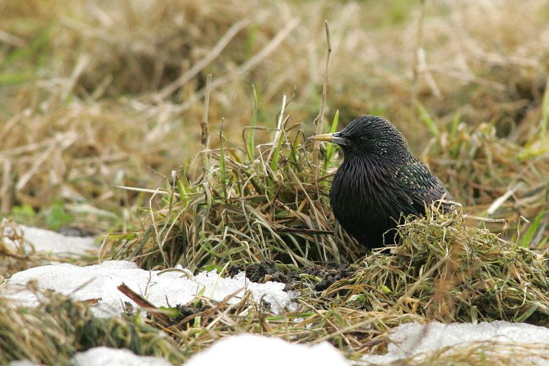 Kottarainen Starling (Sturnus vulgaris)