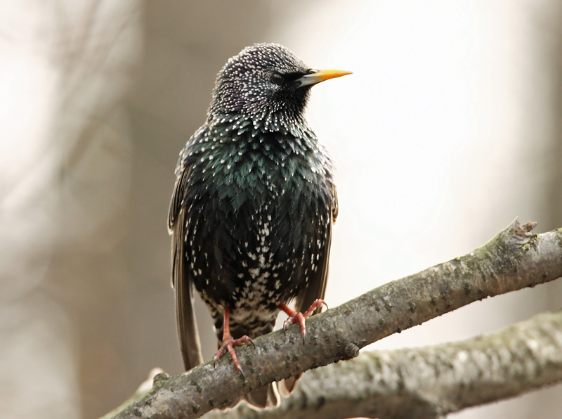 Kottarainen Starling (Sturnus vulgaris)