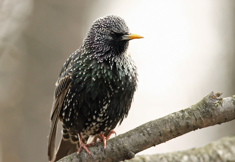 Kottarainen Starling (Sturnus vulgaris)