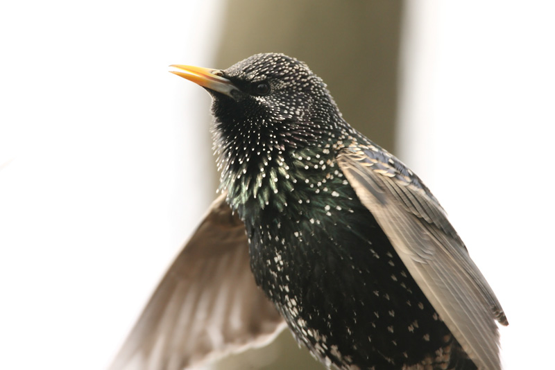 Kottarainen Starling (Sturnus vulgaris)
