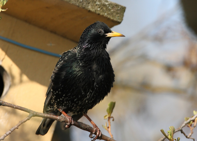 Kottarainen Starling (Sturnus vulgaris)