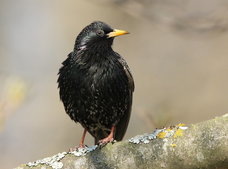 Kottarainen Starling (Sturnus vulgaris)