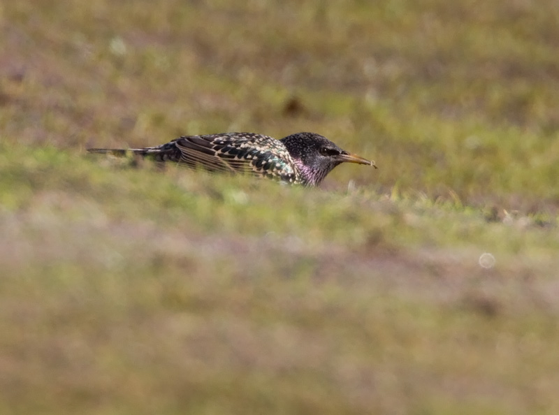 Kottarainen Starling (Sturnus vulgaris)