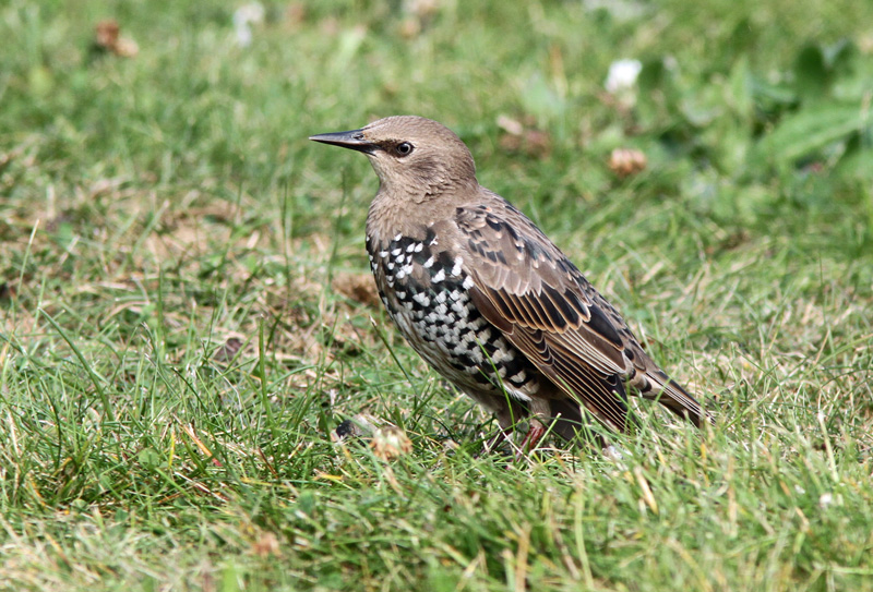 Kottarainen Starling (Sturnus vulgaris)
