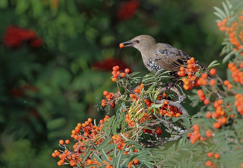 Kottarainen Starling (Sturnus vulgaris)
