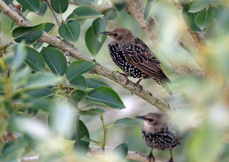 Kottarainen Starling (Sturnus vulgaris)