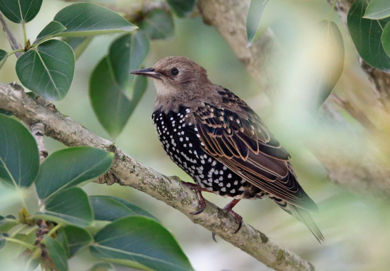Kottarainen Starling (Sturnus vulgaris)