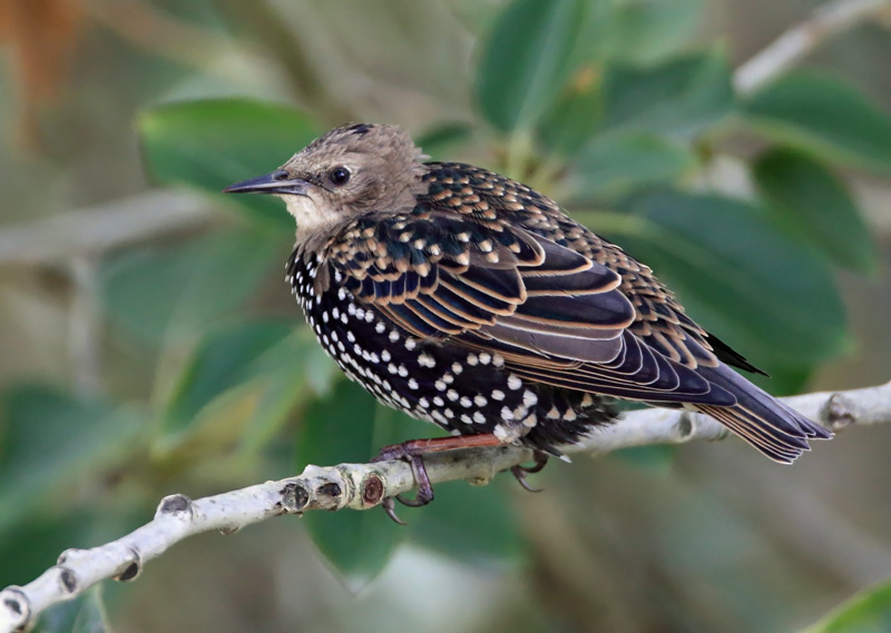Kottarainen Starling (Sturnus vulgaris)