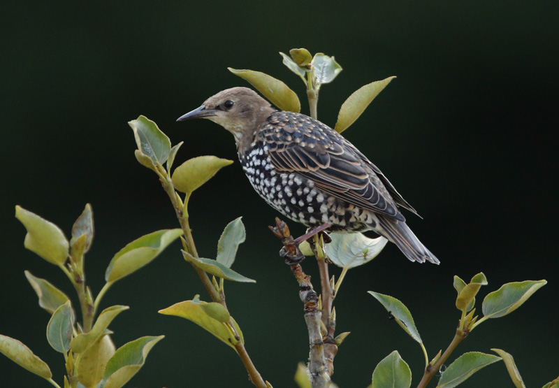 Kottarainen Starling (Sturnus vulgaris)