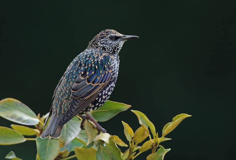 Kottarainen Starling (Sturnus vulgaris)